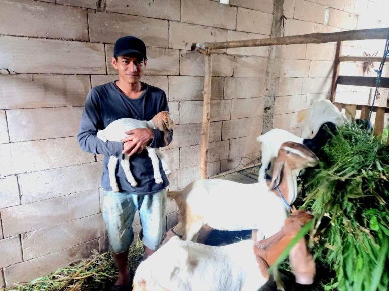 Produktivitas Meningkat, Dua Indukan Kambing Mitra LMI Nganjuk Melahirkan di Hari yang Sama